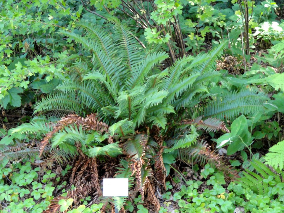 Polystichum munitum - Botanischer Garten, Frankfurt am Main - DSC02569