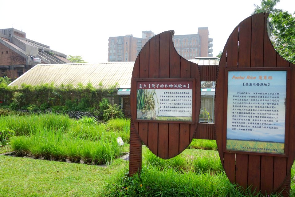 Ponlai rice - National Taiwan University - DSC01099