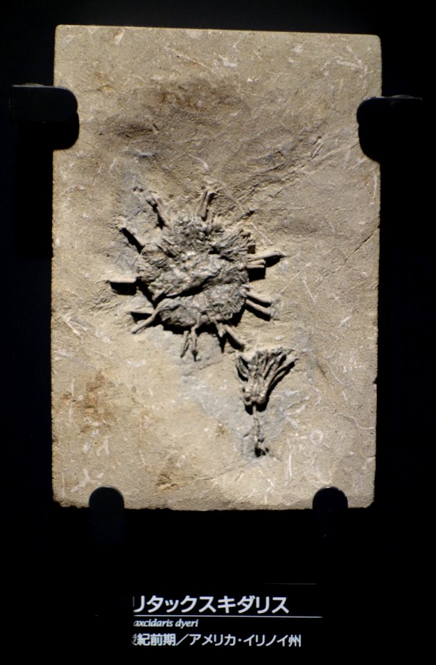 Polytaxcidaris dyeri - National Museum of Nature and Science, Tokyo - DSC07719