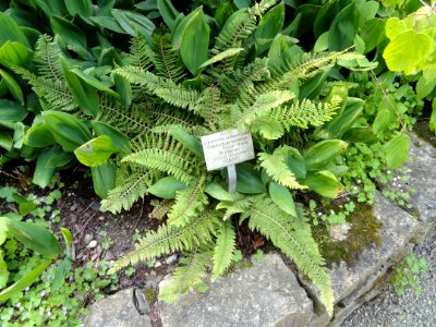 Polystichum setiferum - Botanischer Garten, Frankfurt am Main - DSC03385