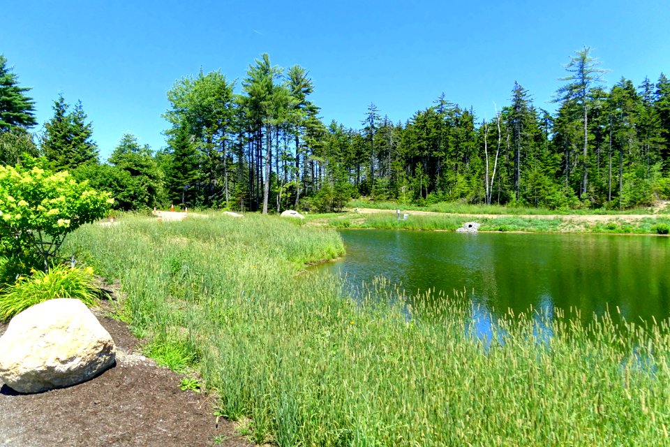 Pond - Coastal Maine Botanical Gardens - DSC03068