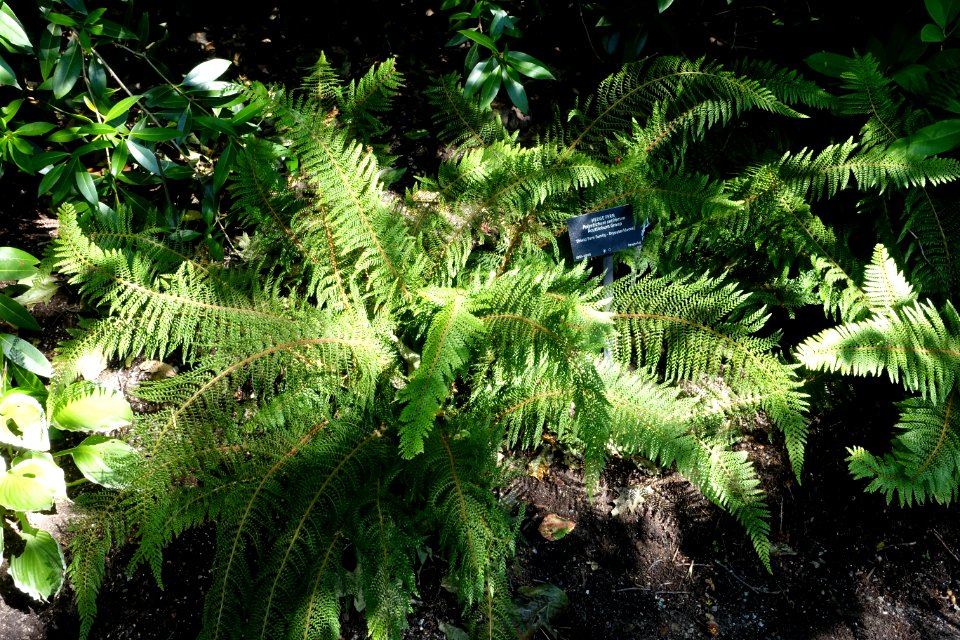 Polystichum setiferum - VanDusen Botanical Garden - Vancouver, BC - DSC06775