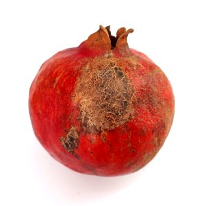 Pomegranate scab 2017 D