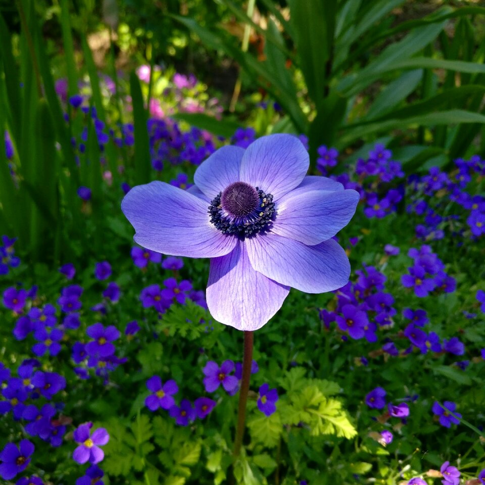 Floral spring plant photo