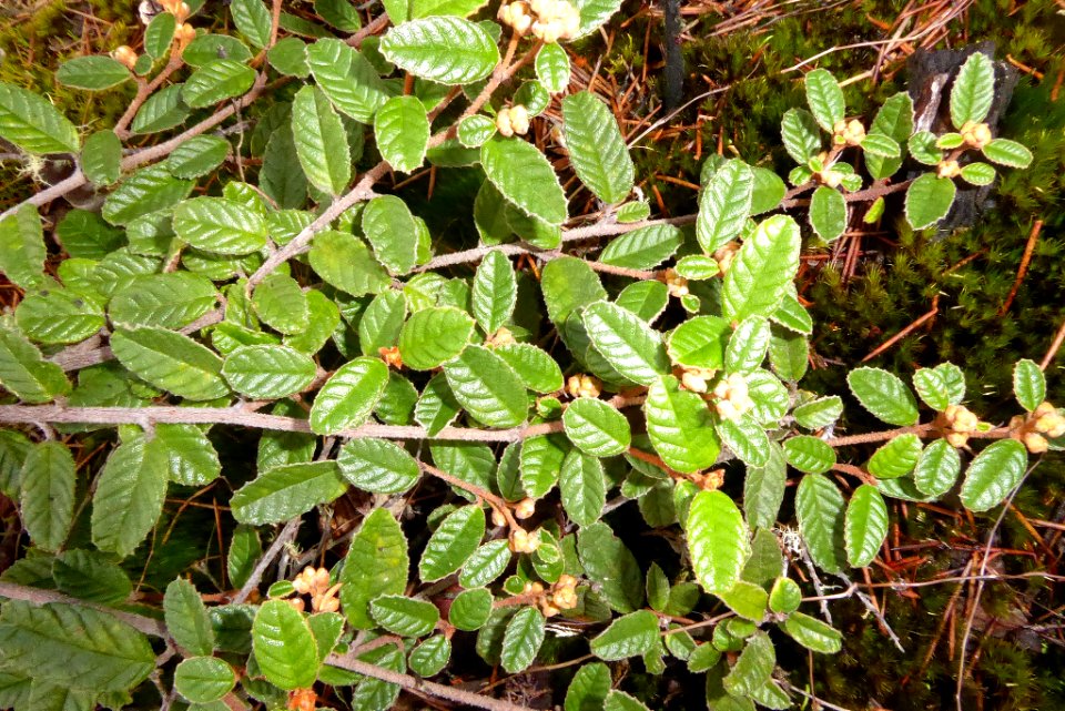 Pomaderris edgerleyi by Peter de Lange