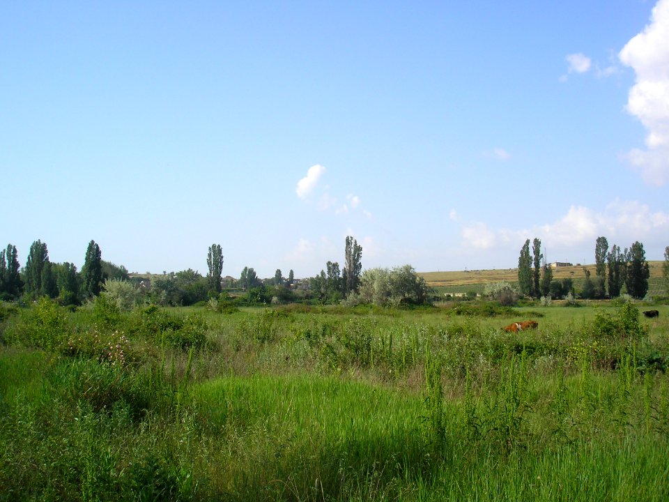 Polyushko 2