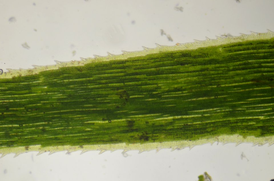 Polytrichum formosum 109978134