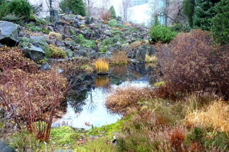 Pond - Botanischer Garten, Dresden, Germany - DSC08701