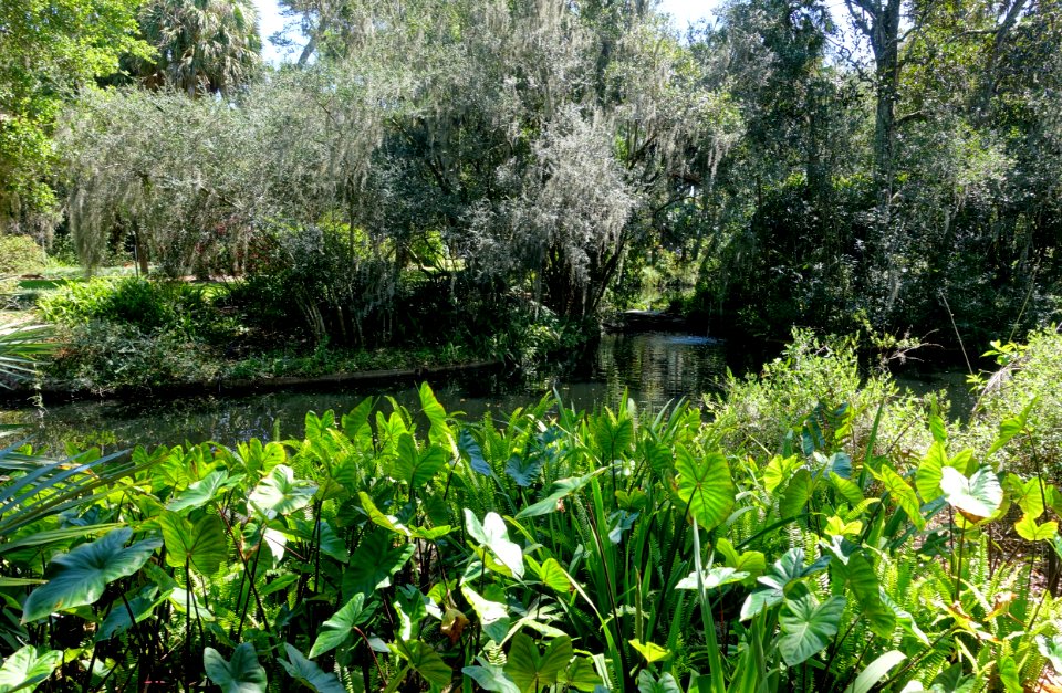 Pond - Bok Tower Gardens - DSC02246