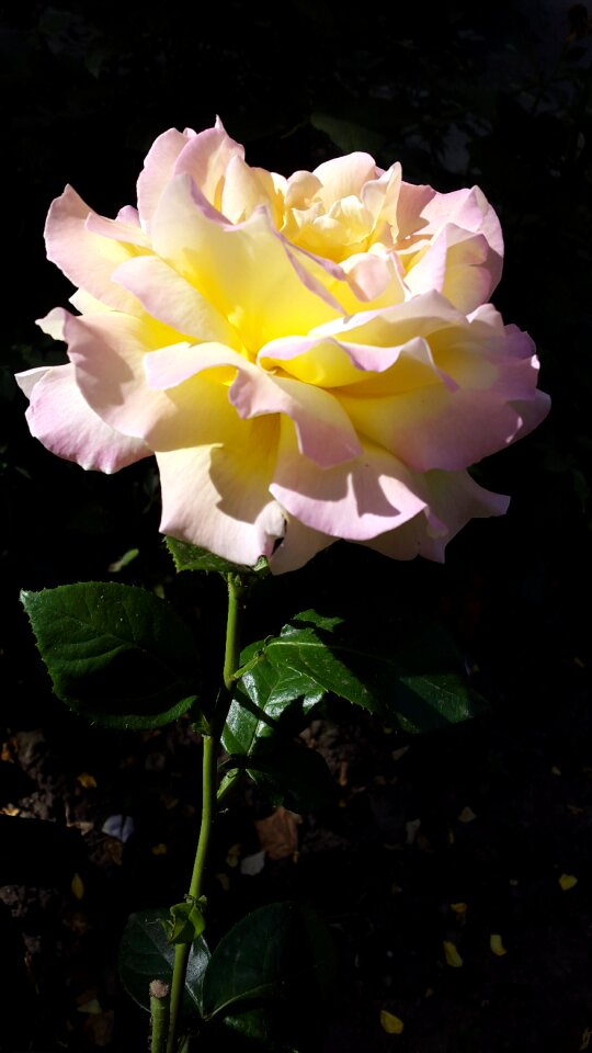 One rose beautiful flower yellow rose