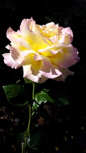 One rose beautiful flower yellow rose