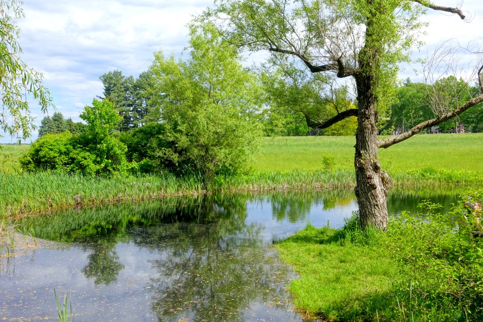 Pond - Doyle Community Park & Center - Leominster, Massachusetts - DSC06350