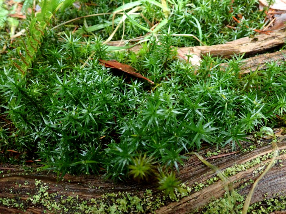Polytrichum formosum 109969266