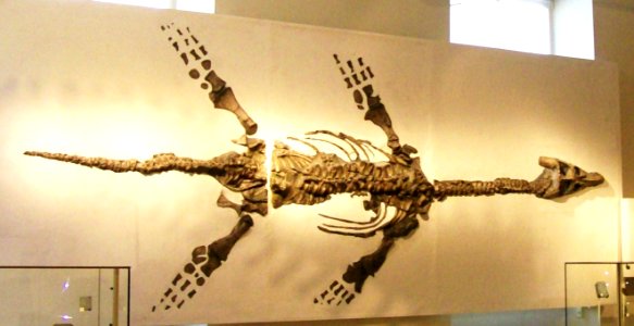 Plesiosaur skeleton, New Walk Museum