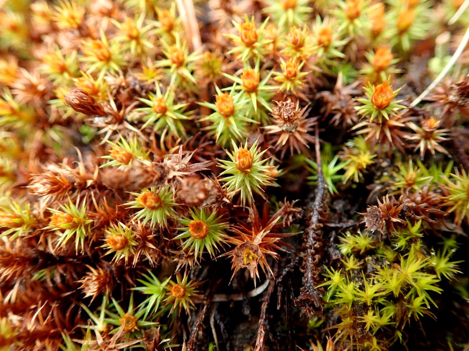 Polytrichum juniperinum 116327298