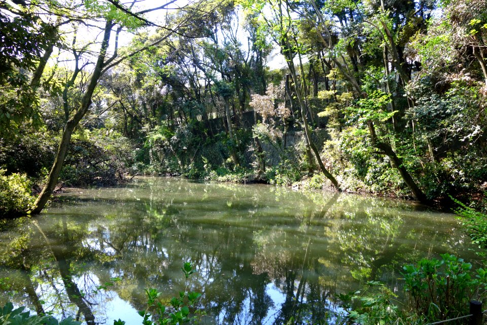 Pond - Institute for Nature Study, Tokyo - DSC02153