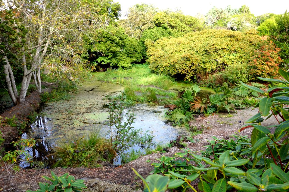 Pond - Mendocino Coast Botanical Gardens - DSC02176