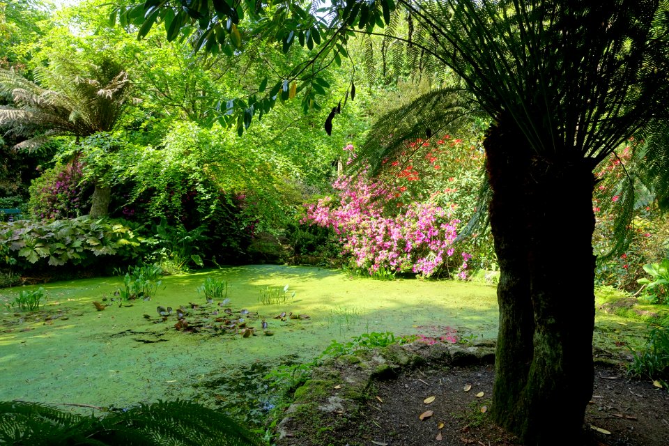 Pond - Trengwainton Garden - Cornwall, England - DSC02560
