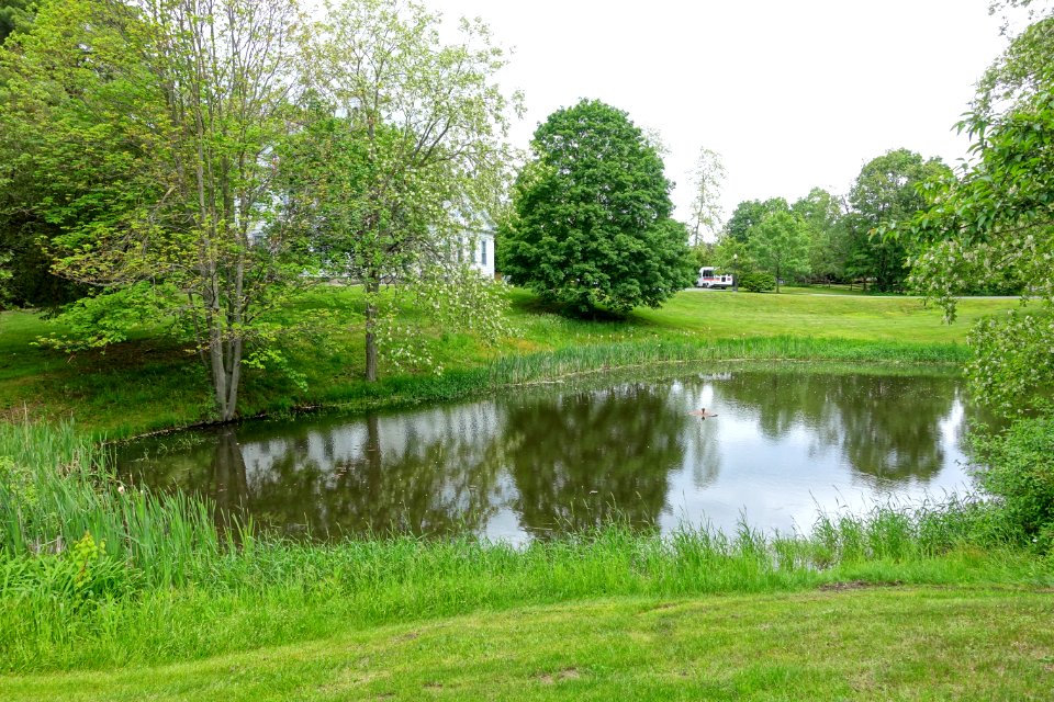 Pond at Cushman Library - Bernardston, Massachusetts - DSC06516