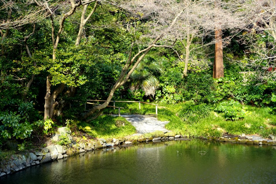 Pond - Tsurugaoka Hachiman-gū - Kamakura, Kanagawa, Japan - DSC08354