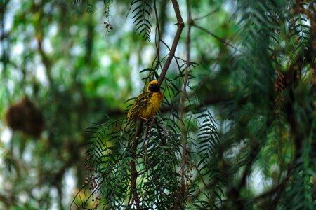 Bird wildlife southern masked weaver