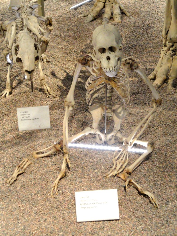 Pongo pygmaeus skeleton - Finnish Museum of Natural History - DSC04508