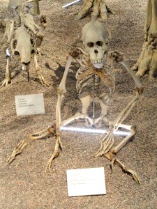 Pongo pygmaeus skeleton - Finnish Museum of Natural History - DSC04508