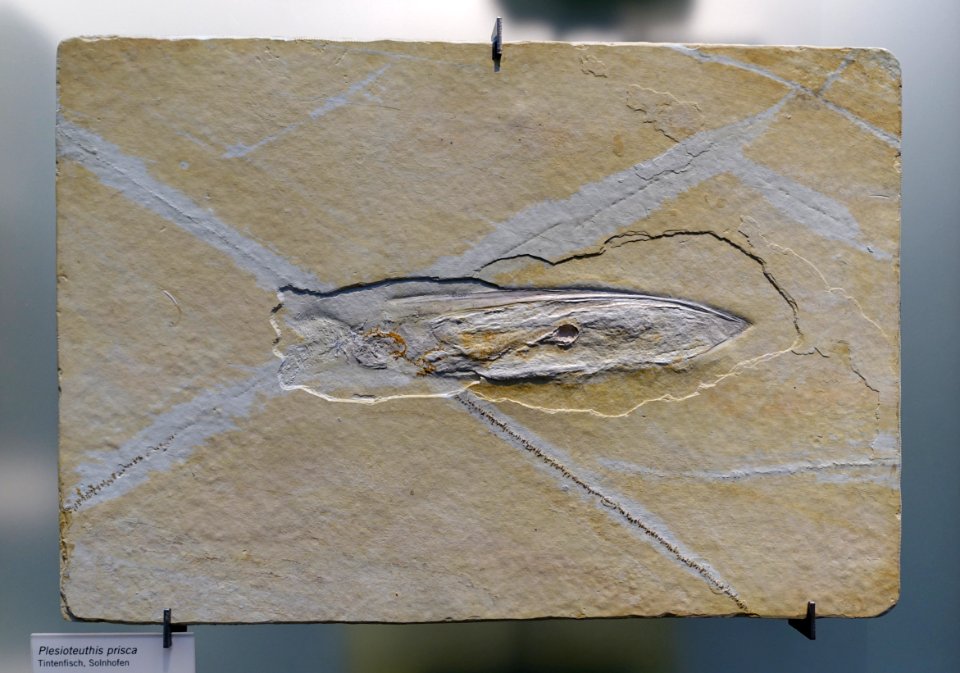 Plesioteuthis prisca - Museum fur Naturkunde, Berlin - DSC00012