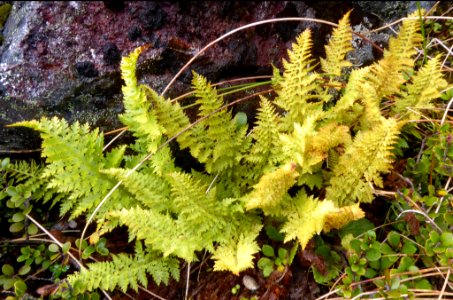 Polystichum cystostegium by Peter de Lange