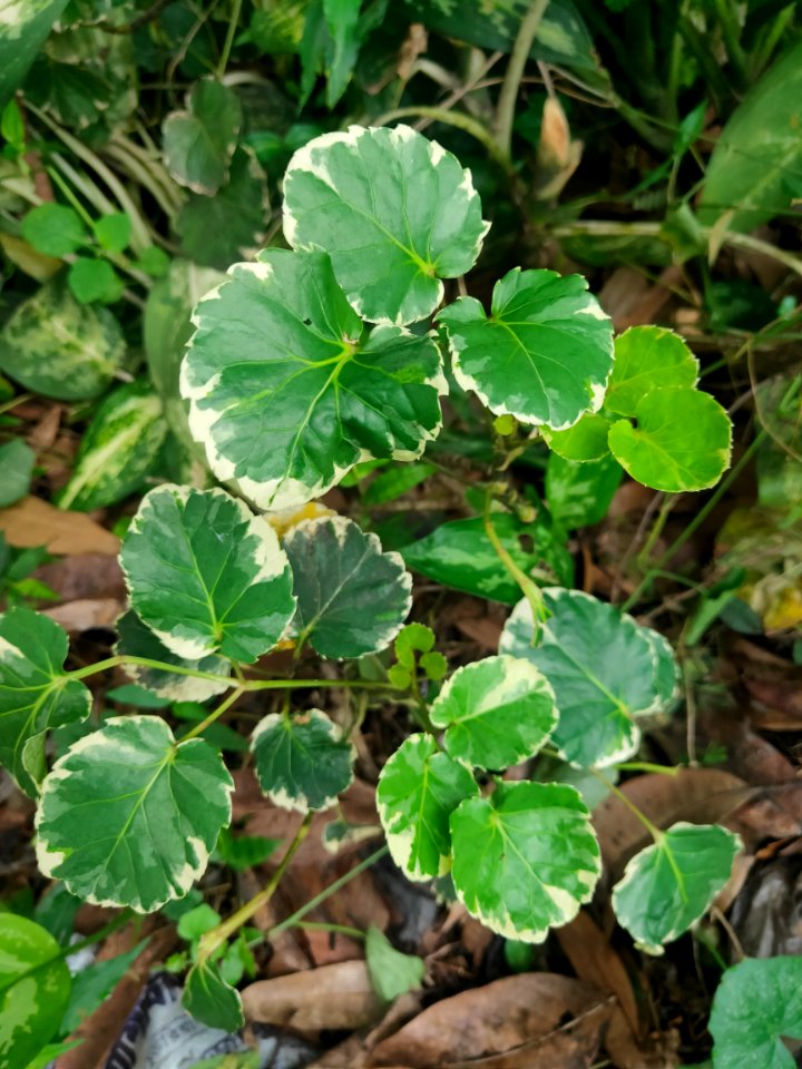 Polyscias scutellaria