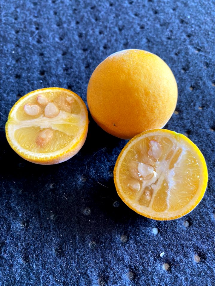 Poncirus trifoliata (cut)