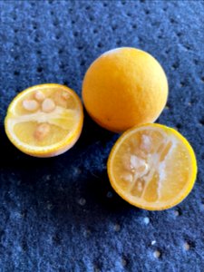 Poncirus trifoliata (cut)