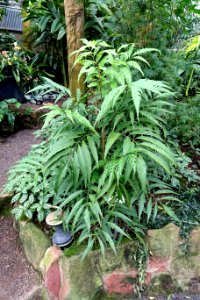 Polyscias filicifolia - Botanischer Garten - Heidelberg, Germany - DSC01122