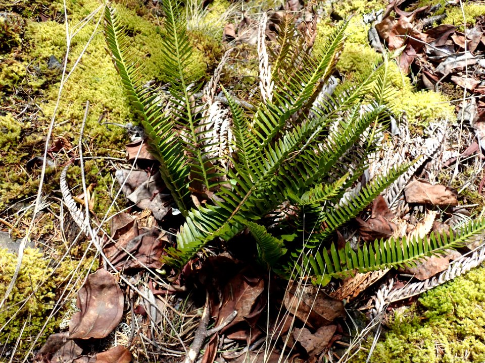 Polystichum imbricans ssp. imbricans