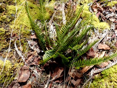 Polystichum imbricans ssp. imbricans