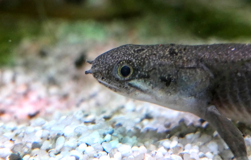 Polypterus senegalus - Senegal-Flösselhecht, close up