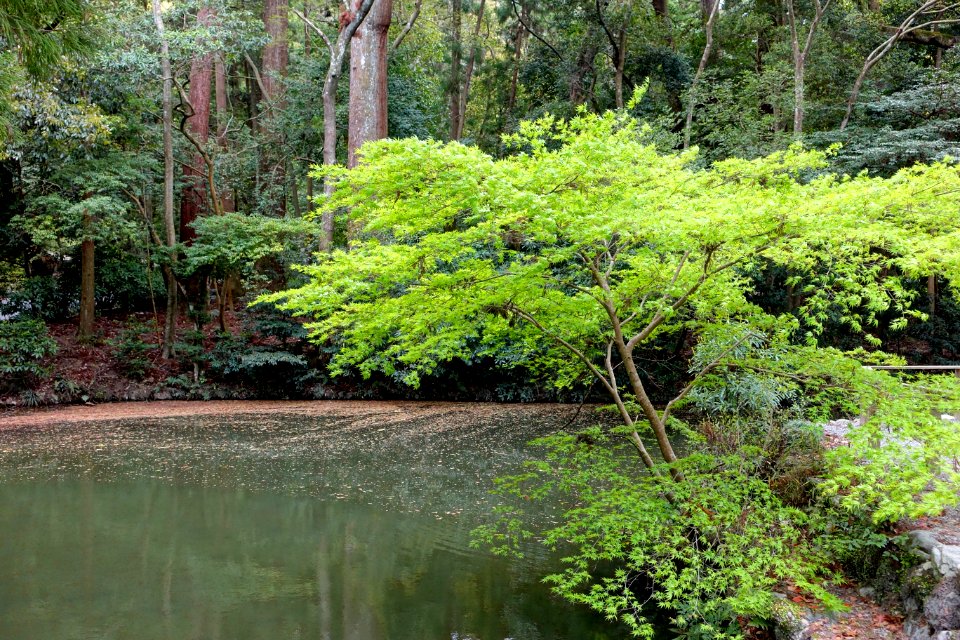 Pond - Geku, Ise Shrine - Ise, Mie, Japan - DSC07820