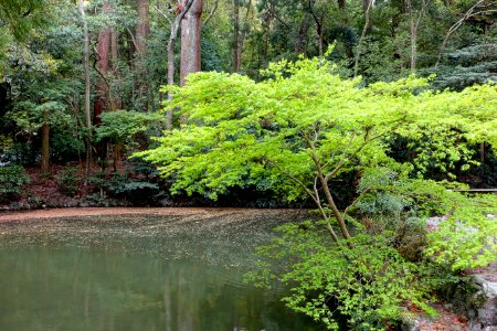 Pond - Geku, Ise Shrine - Ise, Mie, Japan - DSC07820