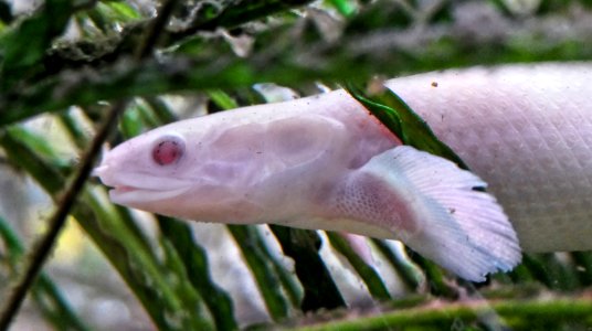 Polypterus senegalus - Senegal-Flösselhecht - Albino Portrait photo