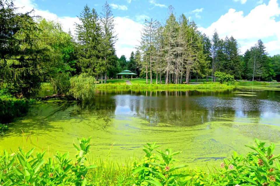 Pond - Benson Park - Hudson, New Hampshire - DSC07538
