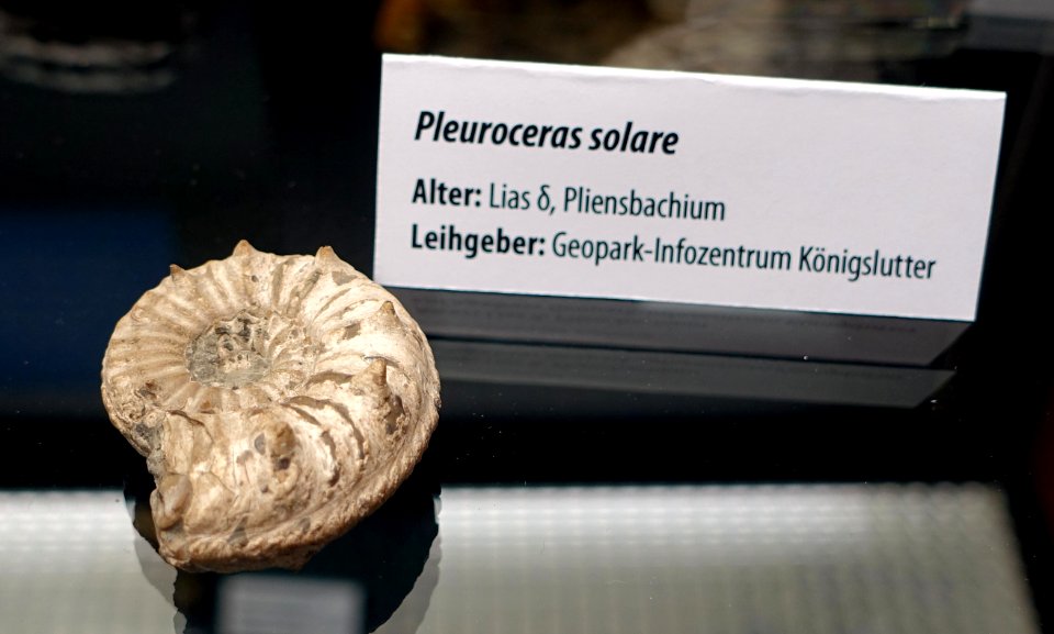 Pleuroceras solare - Naturhistorisches Museum, Braunschweig, Germany - DSC05125