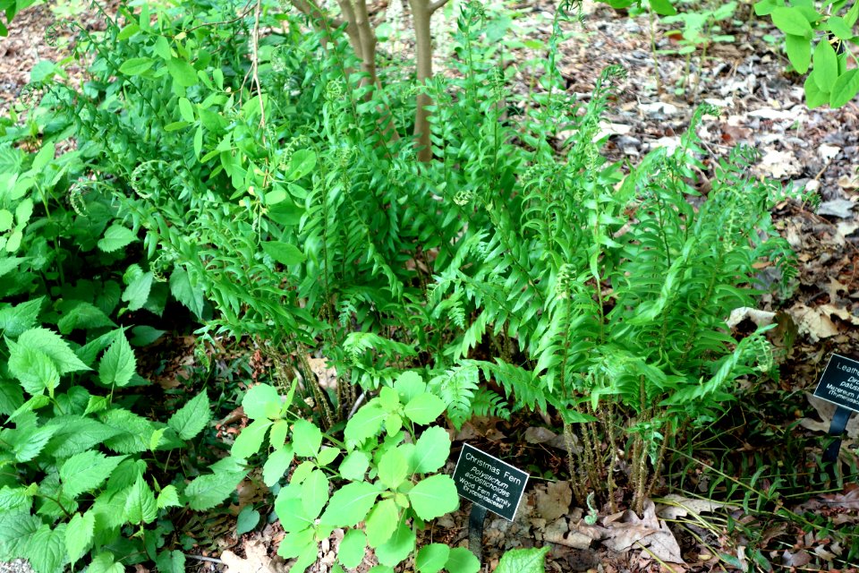 Polystichum acrostichoides - Jenkins Arboretum - DSC00644