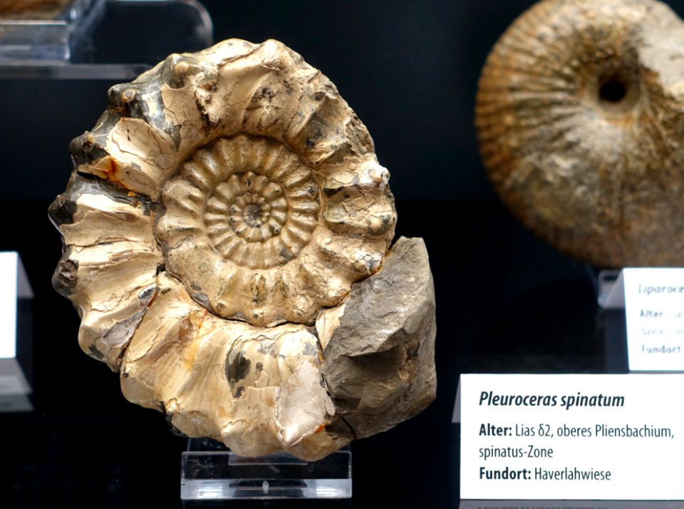 Pleuroceras spinatum - Naturhistorisches Museum, Braunschweig, Germany - DSC05114