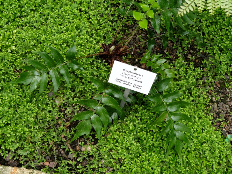 Polystichum macrophyllum - Botanischer Garten Freiburg - DSC06270