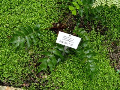Polystichum macrophyllum - Botanischer Garten Freiburg - DSC06270 photo