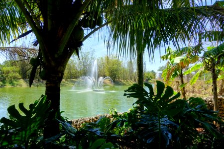 Pond - Fruit and Spice Park - Homestead, Florida - DSC09048