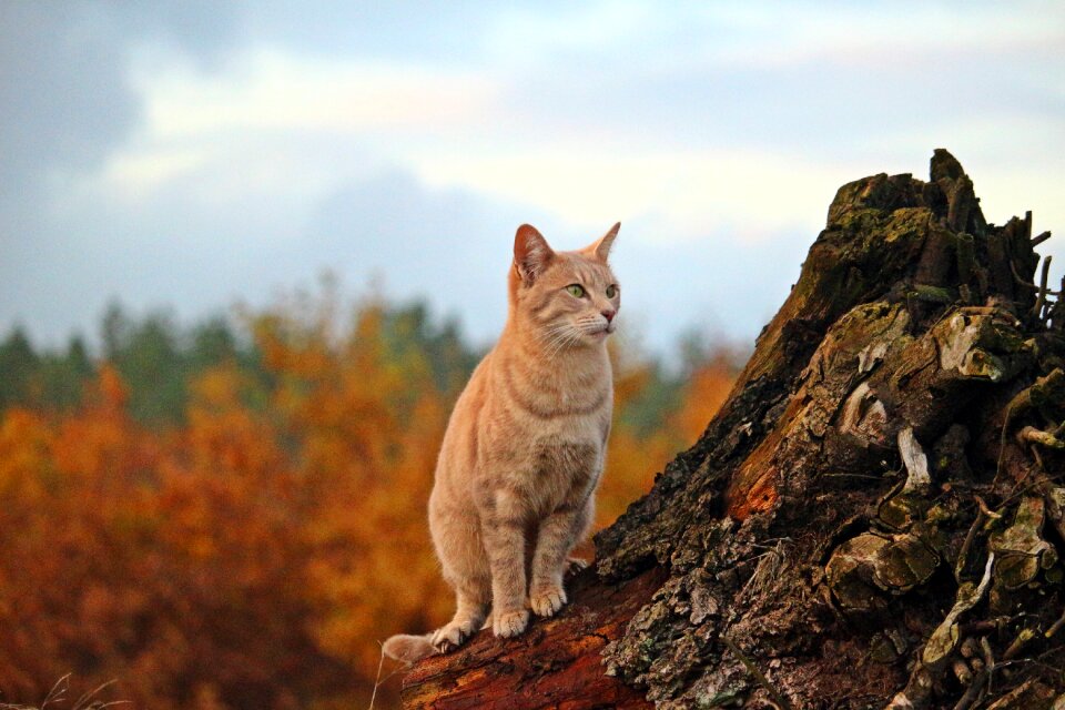 Autumn kitten domestic cat
