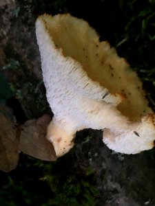 Polyporus tuberaster 95198735