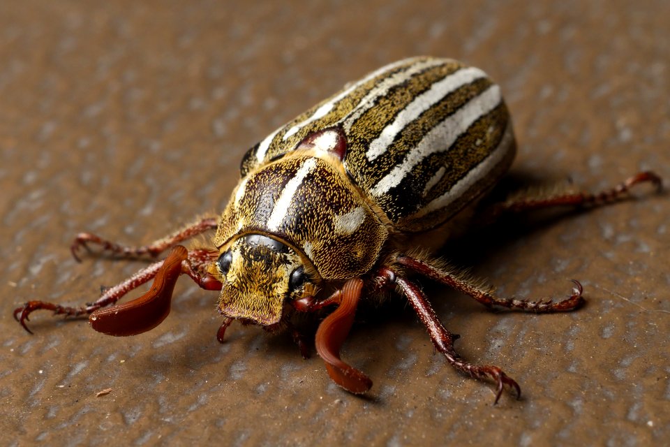 Polyphylla decemlineata aka Ten-lined June beetle 2015-05-21
