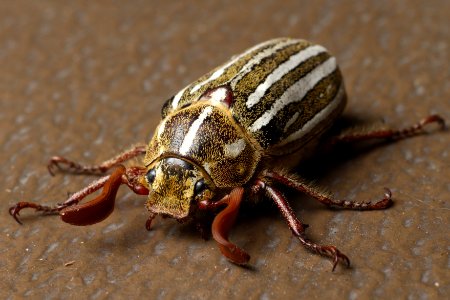 Polyphylla decemlineata aka Ten-lined June beetle 2015-05-21